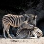 zebra